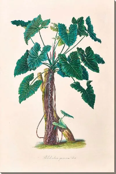 Картина Иконы Aroidearum Pl.06 (1857 г.)