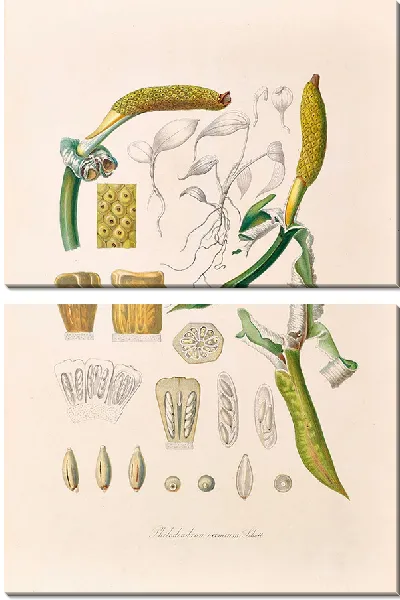 Картина Иконы Aroidearum Pl.05 (1857 г.)