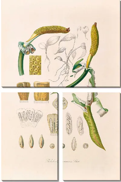 Картина Иконы Aroidearum Pl.05 (1857 г.)