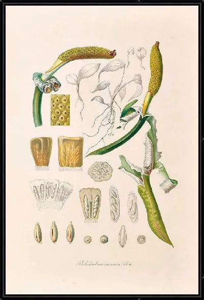 Картина Иконы Aroidearum Pl.05 (1857 г.)