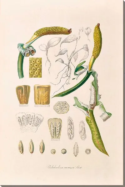 Картина Иконы Aroidearum Pl.05 (1857 г.)