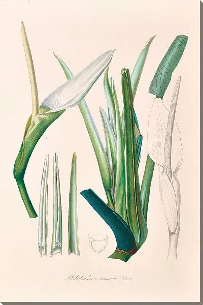 Картина Иконы Aroidearum Pl.03 (1857 г.)