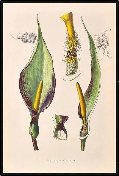 Картина Иконы Ароидеарум, табл. 40 (1857 г.)