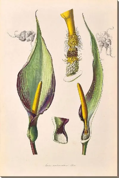 Картина Иконы Ароидеарум, табл. 40 (1857 г.)