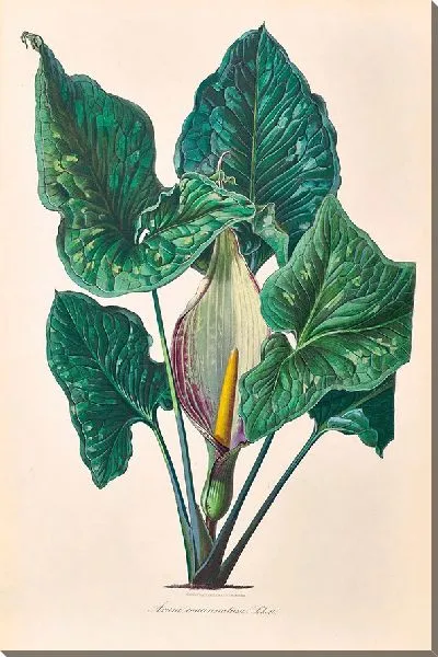 Картина Иконы Ароидеарум, табл. 39 (1857 г.)