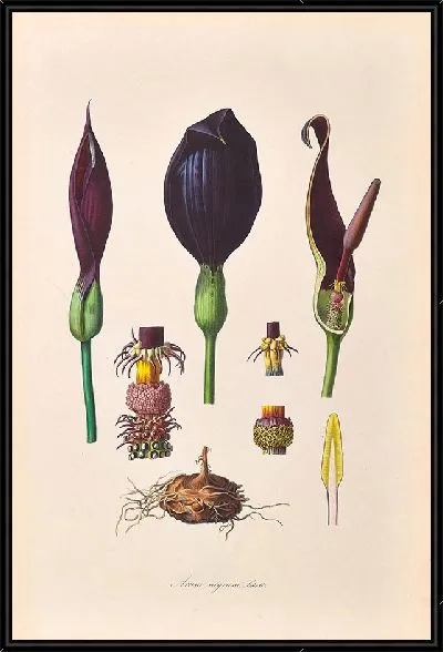 Картина Иконы Ароидеарум, табл. 38 (1857 г.)