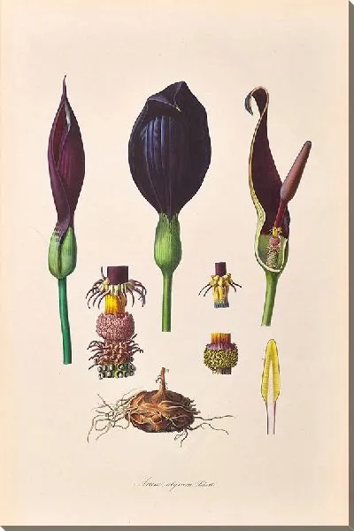 Картина Иконы Ароидеарум, табл. 38 (1857 г.)