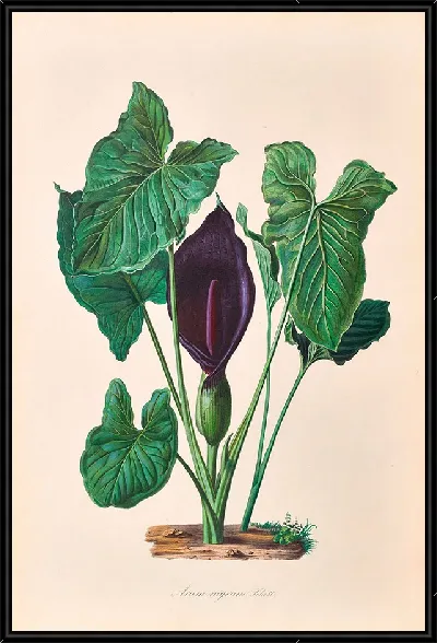 картина