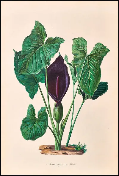 картина