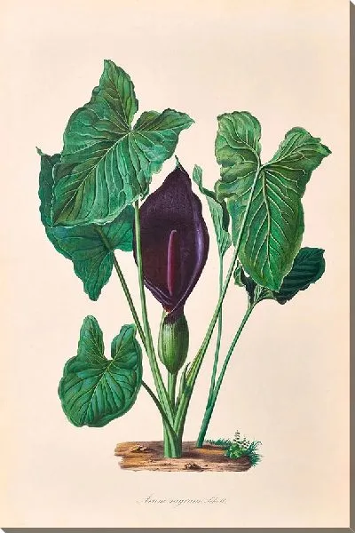 Картина Иконы Ароидеарум, табл. 37 (1857 г.)