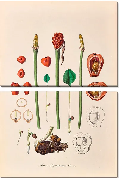 Картина Иконы Ароидеарум, табл. 36 (1857 г.)