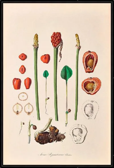 Картина Иконы Ароидеарум, табл. 36 (1857 г.)
