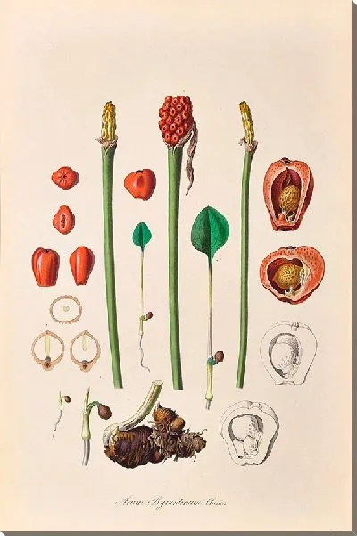 Картина Иконы Ароидеарум, табл. 36 (1857 г.)