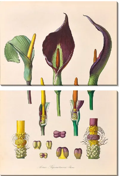 Картина Иконы Ароидеарум, табл. 35 (1857 г.)