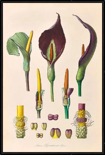 Картина Иконы Ароидеарум, табл. 35 (1857 г.)