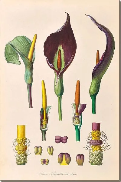 Картина Иконы Ароидеарум, табл. 35 (1857 г.)