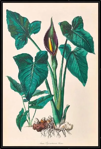 Картина Иконы Ароидеарум, табл. 34 (1857 г.)
