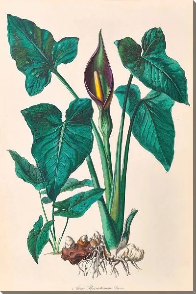 Картина Иконы Ароидеарум, табл. 34 (1857 г.)