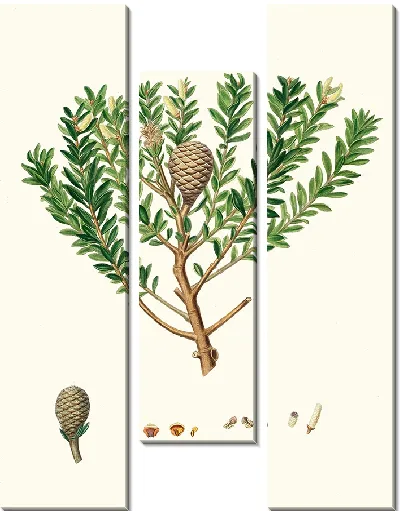 Картина Новозеландское смоляное дерево или Каури (1837 г.)