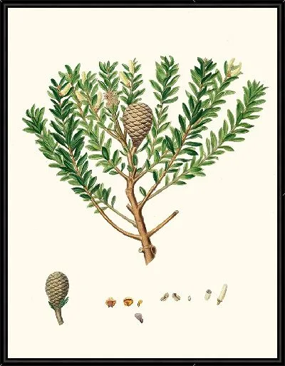 Картина Новозеландское смоляное дерево или Каури (1837 г.)