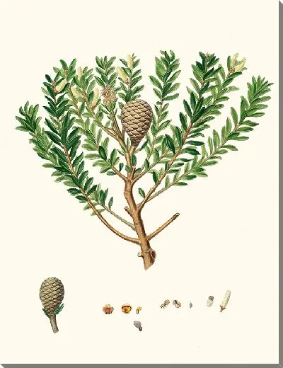 Картина Новозеландское смоляное дерево или Каури (1837 г.)
