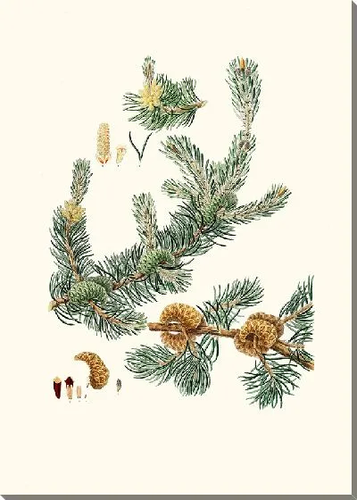 Картина Сосна Лабрадора (1837 г.)