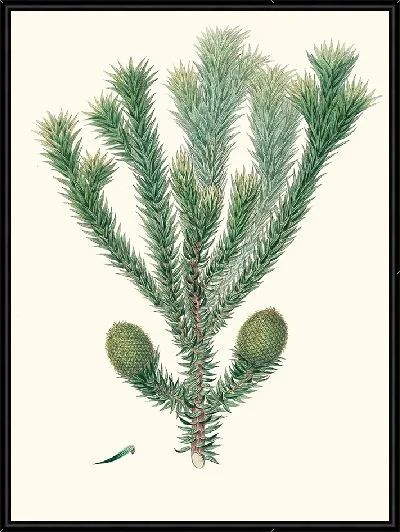 Картина Бразильская сосна (1837 г.)