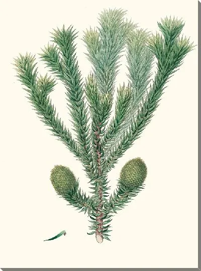 Картина Бразильская сосна (1837 г.)