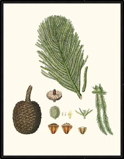 Картина Сосна острова Норфолк (1837 г.)