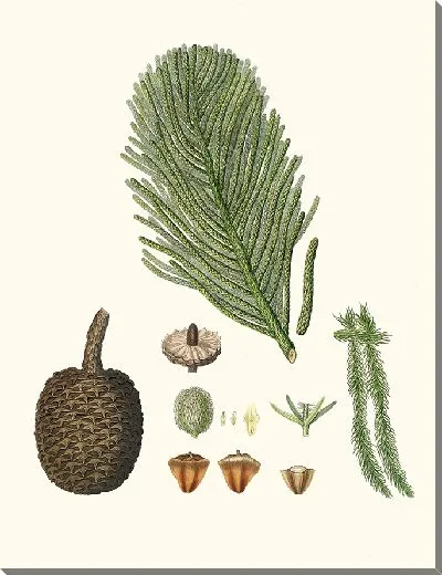 Картина Сосна острова Норфолк (1837 г.)