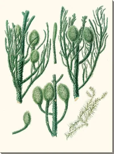 Картина Сосна Мортон Бэй. (1837)