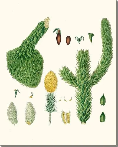 Картина Сосна чили (1837 г.)