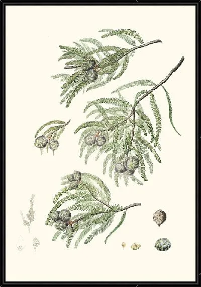 Картина Листопадный кипарисовик (1837)