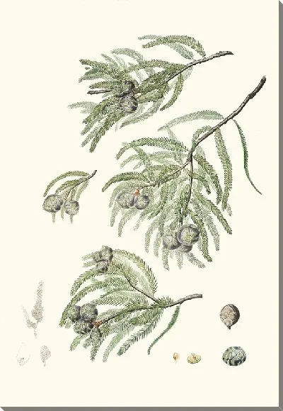 Картина Листопадный кипарисовик (1837)