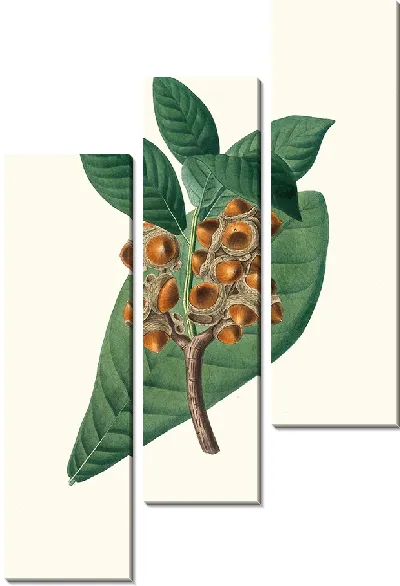 Картина Дуб магнолиелистный (1837)