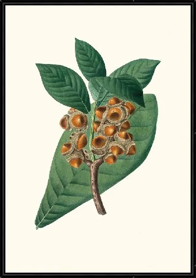 Картина Дуб магнолиелистный (1837)