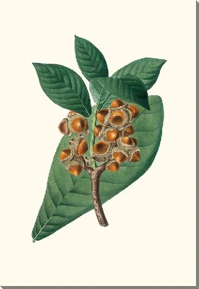 Картина Дуб магнолиелистный (1837)