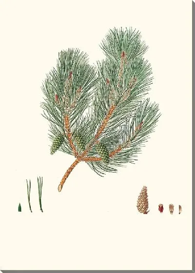 Картина Сосна переменнолистная (1837 г.)