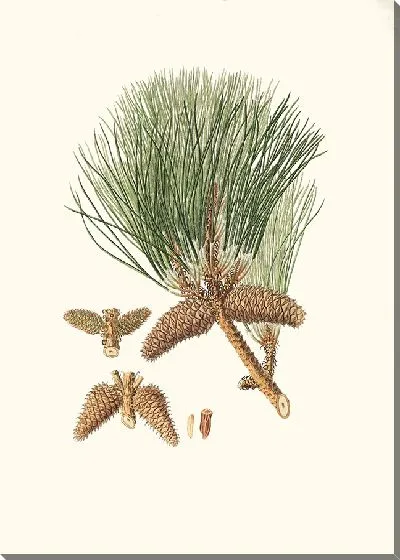 Картина Ладанная сосна (1837 г.)