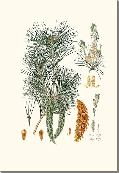 Картина Сосна Веймута (1837 г.)