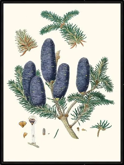 Картина Пихта с пурпурными шишками (1837 г.)