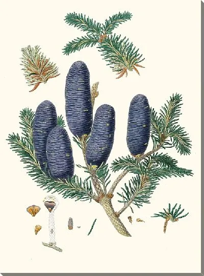 Картина Пихта с пурпурными шишками (1837 г.)