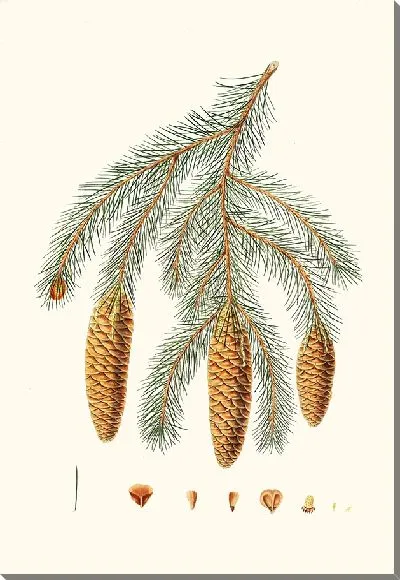 Картина Ель гималайская (1837)