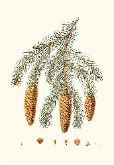 Картина Ель гималайская (1837)