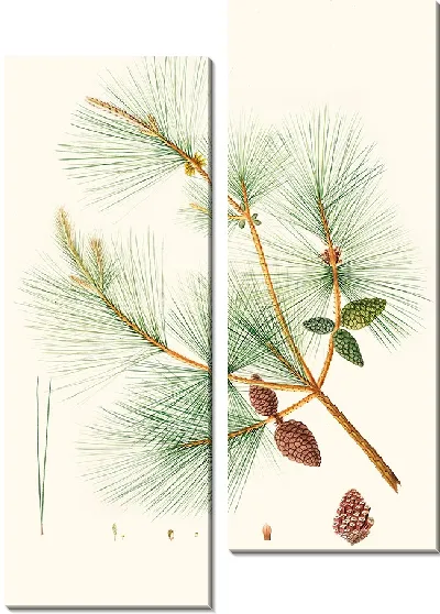 Картина Китайская сосна (1837)