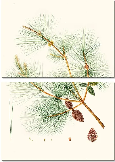 Картина Китайская сосна (1837)