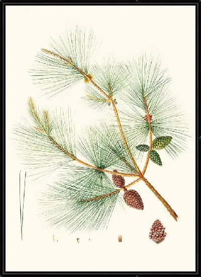 Картина Китайская сосна (1837)