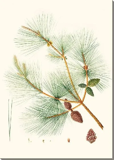 Картина Китайская сосна (1837)