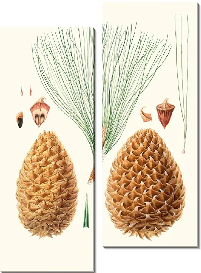 Картина Большая сосна с колючими шишками (1837)