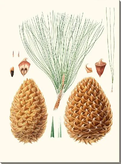 Картина Большая сосна с колючими шишками (1837)